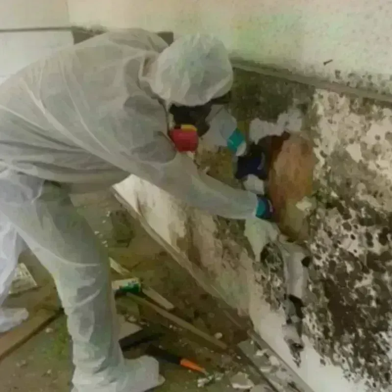 Mold Remediation and Removal in Sumner, WA